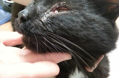 Aufruf erfolgreich beendet! Findus - Diagnose: Schlimmer Katzenschnupfen, Husten, Lungengeräusche, Fieber