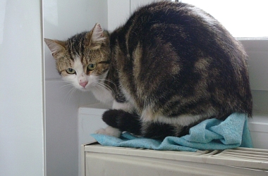 Kastration Lucienne  - sie lebt als wilde Streunerkatze - konnte gefangen und sterilisiert werden