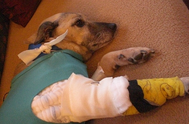 Elfie ist operiert und bekommt bald Chemotherapie - und braucht Ihre Unterstützung!
