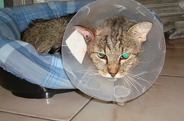 Spendenaufruf für die Tierartzkosten für den armen Kater Alphonse