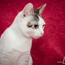 Melody 2