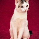 Melody 2