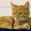 Bellini