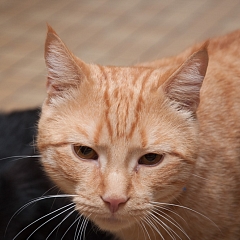 Romeo