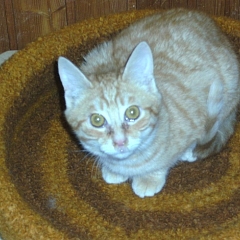 Pascha