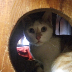 Gimli