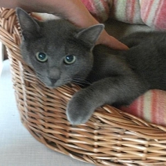 Merlin