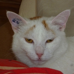 Popeye