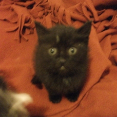 Mindy