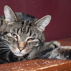 Odin