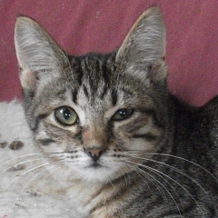 Chicca