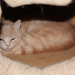 Vanille