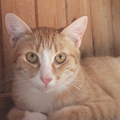 Kalif