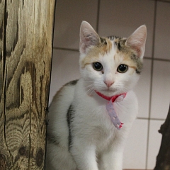 Dschinni