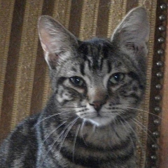 Amigo