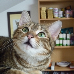 Phoebe