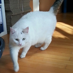 Felix