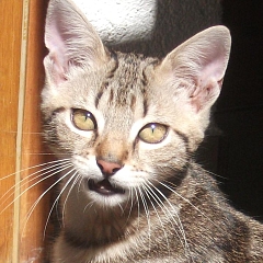 Rocco
