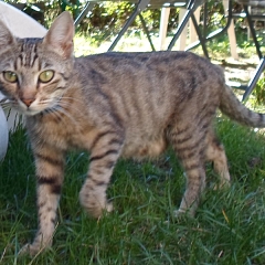 Oron