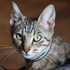 Sarabi