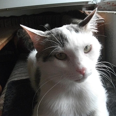 Jasper