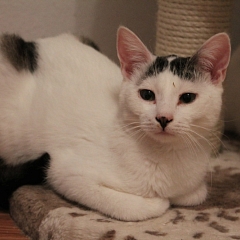 Casper