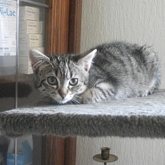 Amy