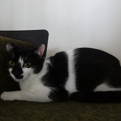 Baby Cat