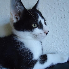 Jack