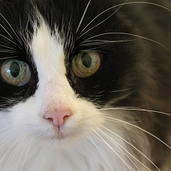 Mucki