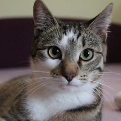 Linus
