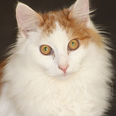 Odin