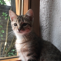 Lilly