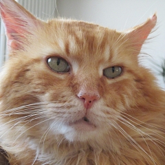 Garfield