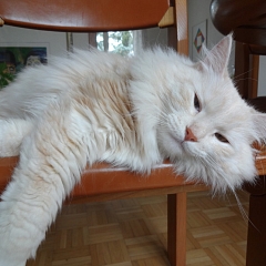 Belochka