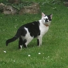 Luca
