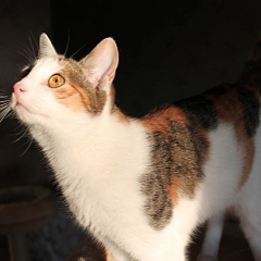 Asha