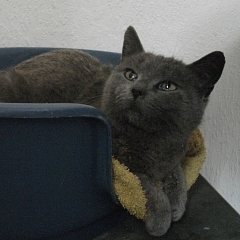Apollo