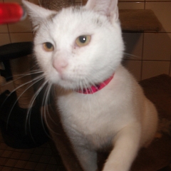 Suki
