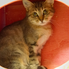 Masha