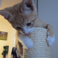 Coco