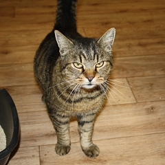 Taz