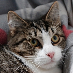 Misha 2