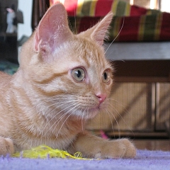 Zorino