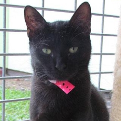Ebony