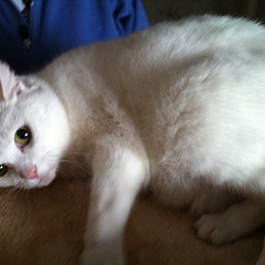 Elody