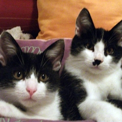 Molly & Rio