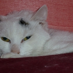 Pastis
