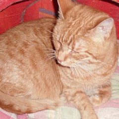 Maxime