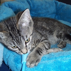 Isidor